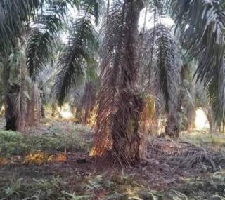 Kaji Pengembangan Gula Merah dari Air Pohon Sawit, Ini Asa Pemkab Pasbar