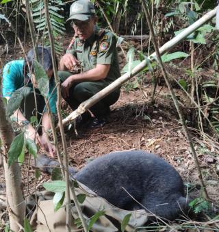 Beruang Madu Terperangkap Jerat di Perkebunan Warga Kampar, Begini Kondisinya