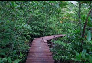 7.162 Hektar Mangrove di Riau Sudah Direhabilitasi, Habiskan Anggaran Puluhan Miliar