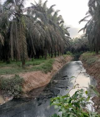 Limbah Pabrik Sawit Diduga Cemari Sungai Ngaso, Perbuatan PT RSI atau PT KCN!