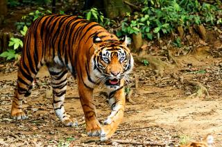 Ngeri! Pekerja Perkebunan Sawit di Siak Tewas Diterkam Harimau, Kepala Putus