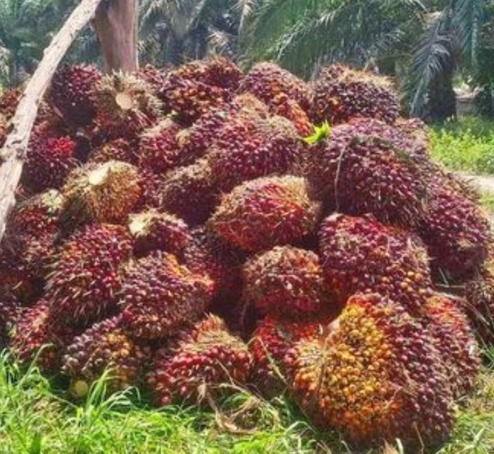 TBS Sawit di Wilayah Barat dan Timur Aceh Beda Harga, Ini Biang Keroknya