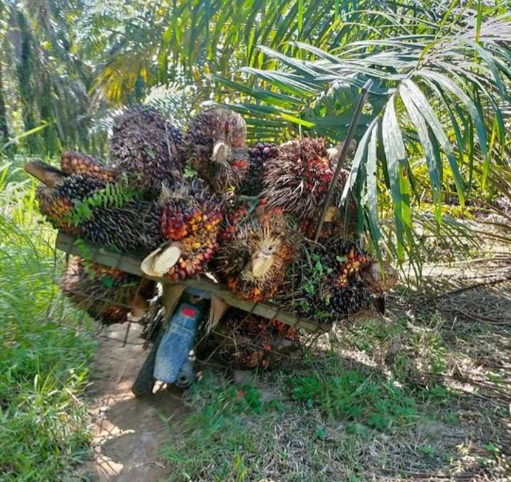 Kebun Kelapa Sawit Luas di Kalimantan Timur Berkontribusi Turunkan Emisi GRK