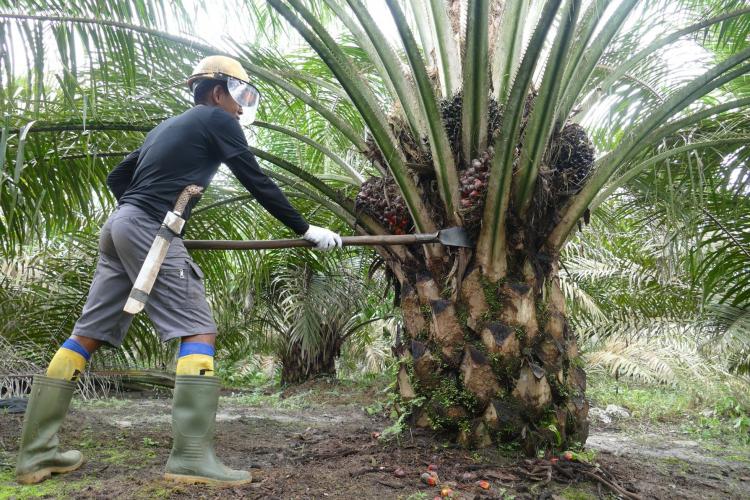 Dukung Hilirisasi, BPDPKS: Industri Sawit Hasilkan Lebih 179 Produk Hilir Tingkatkan Ekonomi Rakyat