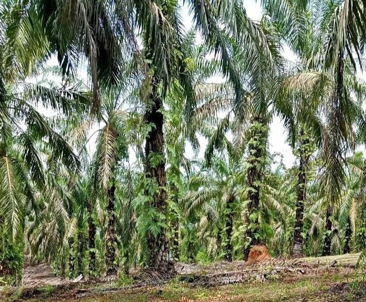 Sekali Panen Cuma Rp300 Ribu! Wajar Petani Sawit di Rupat Usulkan Replanting