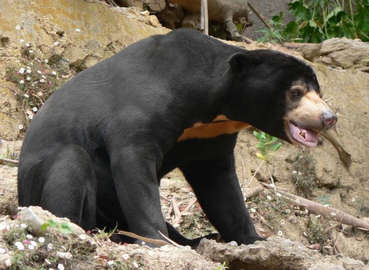 Beruang Madu Muncul di Sekitar Pemukiman, Warga Mandau Diimbau Waspada