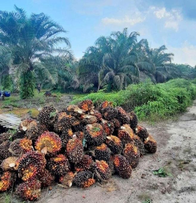 Kemitraan Usaha Perkebunan Sawit  Mesti Simbiosis Mutualisme dan Bertanggungjawab