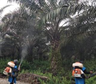 Harga Lagi Bagus, Produksi Kebun Sawit Petani Anjlok di Kaltara Ulah Ulat Kantong