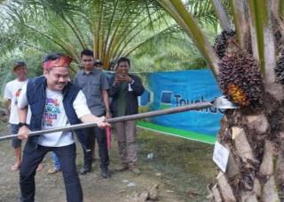 Panen Sawit Pola Perkebunan Rakyat, Bupati Koltim: Ini Tingkatkan Kesejahteraan Ekonomi