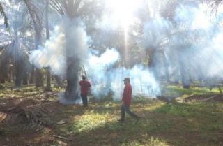 Bahaya! Disbun Sulbar Fogging Kebun Sawit Atasi Serangan Ulat Api di Tinali