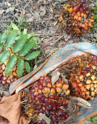 Petani Sawit Bersyukur Dana Hibah PSR Naik Tapi Urusannya Jangan Ribet