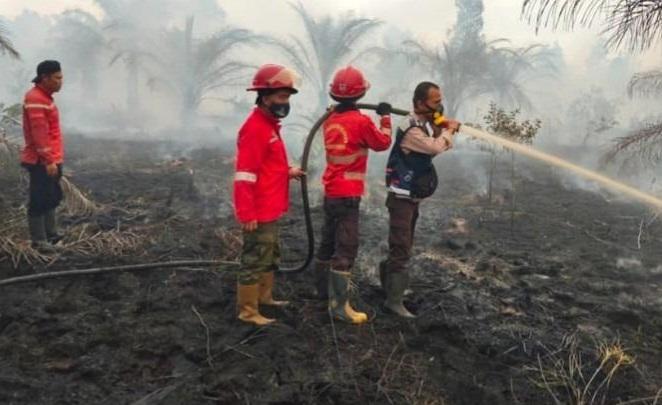 Tim Gabungan Terbantu Hujan Saat Padamkan Karhutla di Perkebunan Sawit