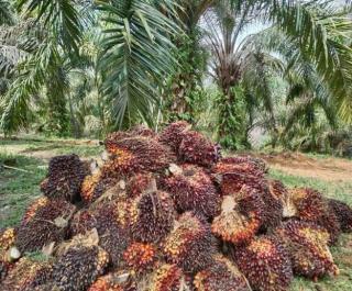 Gawat! Ekonomi Riau Bisa Terancam Penurunan Produksi Sawit dan Migas