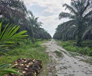 Sederet Keinginan Petani Sawit Saat Pemkab Bangka Susun RAD-KSB