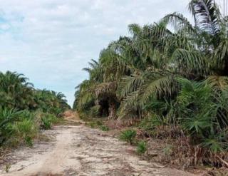 Kolaborasi, BRIN dan Astra Agro Ciptakan Klon Unggul Sawit