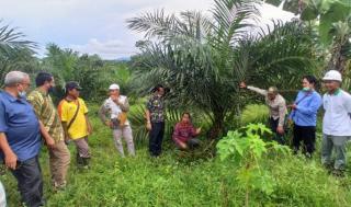 Berkat PSR Produksi Sawit Terdongkrak Tiga Kali Lipat di Tana Paser