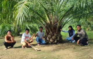 Wuih! Umur Sawit 42 Bulan Kebun PSR Hasilkan TBS 2,8 Ton per Hektar per Bulan di Kolaka