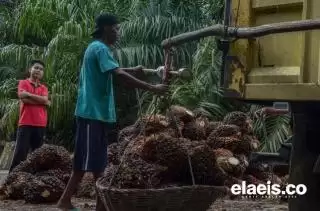 Ini Penyebab Harga TBS Mitra Swadaya di Riau Lebih Mahal dari Plasma