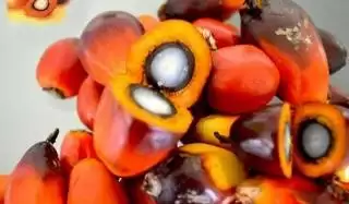 Hanya 8 Perusahaan Mitra Plasma di Riau yang Jual Kernel Minggu Ini