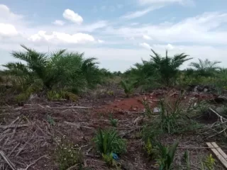 Kabid Pengolahan dan Pemasaran Disbun Riau Bilang Di Mana Ada Sawit Di Situ Ekonomi Tumbuh