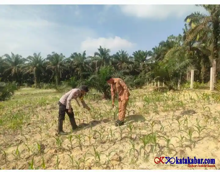 Dukung Swasembada Pangan Nasional: Polsek Mandau dan BumDes Bathin Betuah Kelola Lahan Jagung
