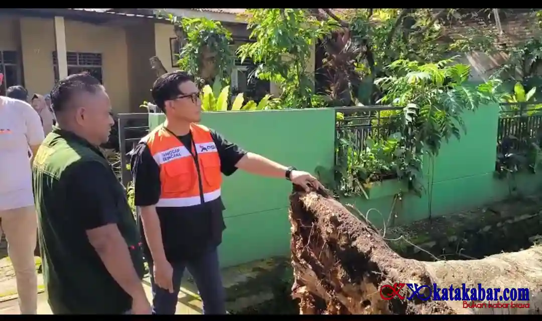 Pohon Tumbang Timpa Pedagang, Wawako Binjai Soroti Dugaan Kelalaian Respons DLH atas Permohonan Warga