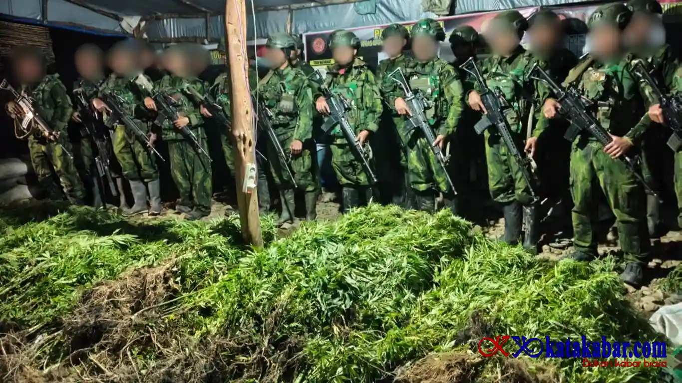 Alamak! Lima Ribu Batang Ganja Terungkap TNI Habema Gagalkan Peredaran Narkotika