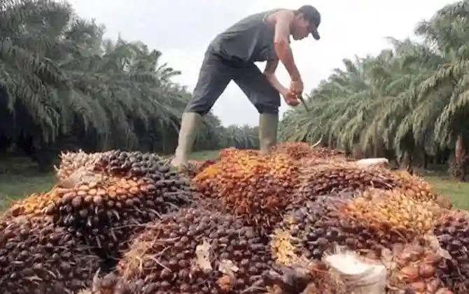 Pernah Dilaporkan ke Polda Tapi Dihentikan, Warga Talang Jerinjing Inhu Kembali Perkarakan PT SSR, Kali Ini di Kejati Riau