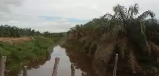 Lahan Sawit 3,3 Juta Hektar di Kawasan Hutan, Kata LBP Pakai Logika, Kita Terpaksa Putihkan