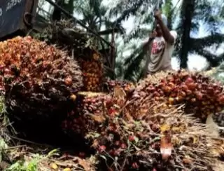 Harga Kelapa Swadaya Mulai Naik di Sumut, Ini Kata Ketua Apkasindo