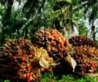 Harga Sawit Rp2.389,85 per Kg di Sumut, Kata Ketua Apkasindo Ini Pemicunya
