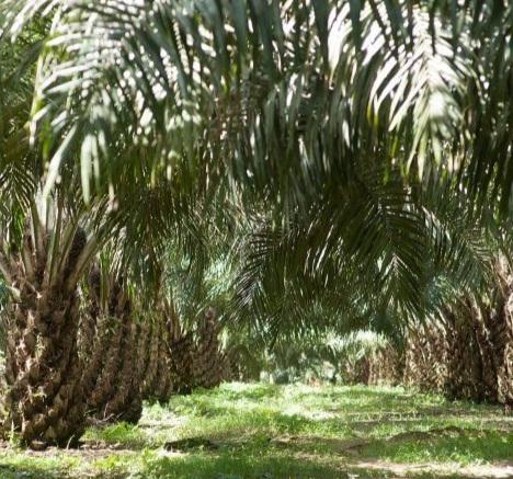 Evolusi Mutakhir Industri Sawit Indonesia, Kelapa Sawit Paling Efisien Penggunaan Lahan