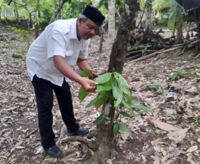 'Sayonara' Kakao, Petani Beralih ke Tanaman Kelapa Sawit di Pidie Jaya