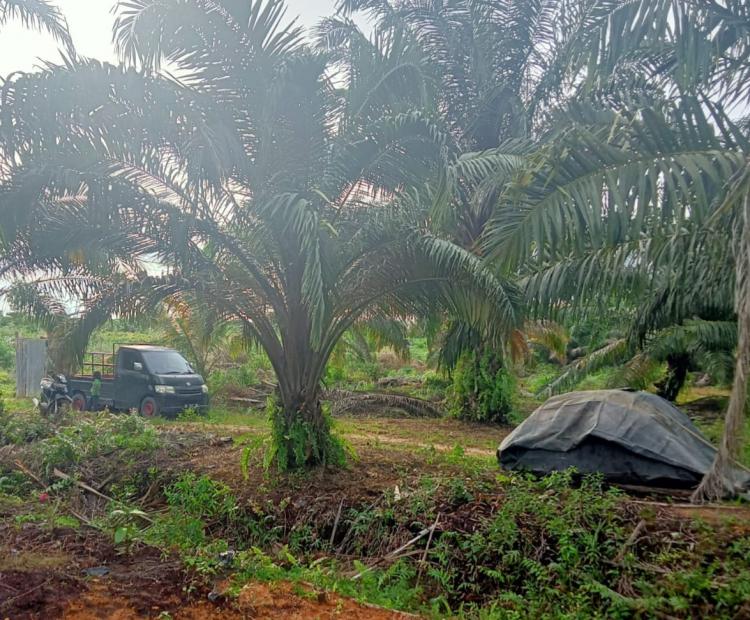 Kelapa Sawit Primadona di Jambi Kalahkan Karet, Ini Kata Gubernur Jambi