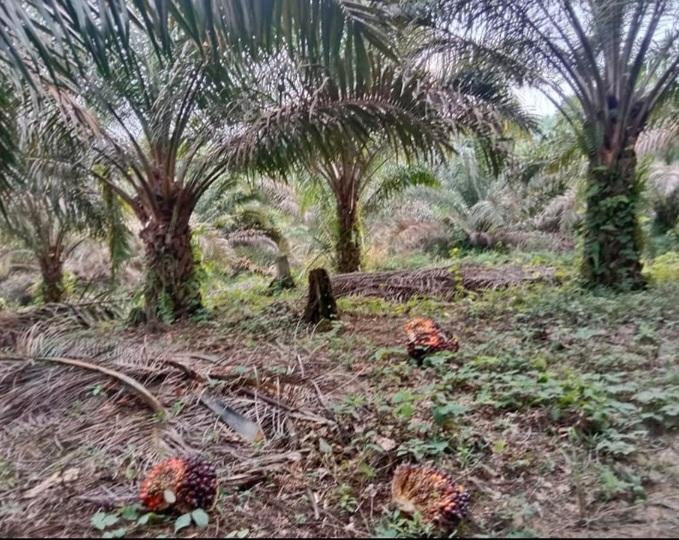 2023, Baru 22 Perusahaan Sawit Ajukan Pelepasan Kawasan Hutan di Riau