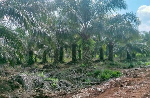 Tunggu Rekomtek Baru Program PSR Seluas 500 Hektar Kebun Sawit di Konawe Selatan