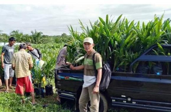 Bibit Sawit Unggul Bersubsidi Paling Digandrungi Stok Ditambah 2024