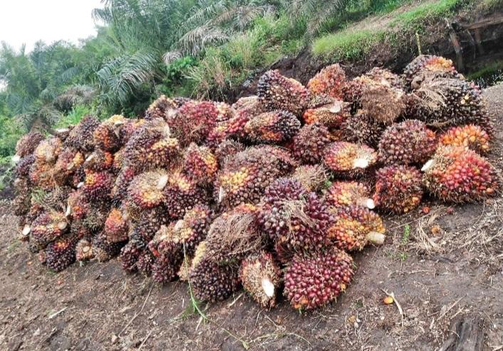 'Curhat' Petani Pangkalan Lesung Jual Murah TBS Sawit Sulit Jadi Mitra Swadaya