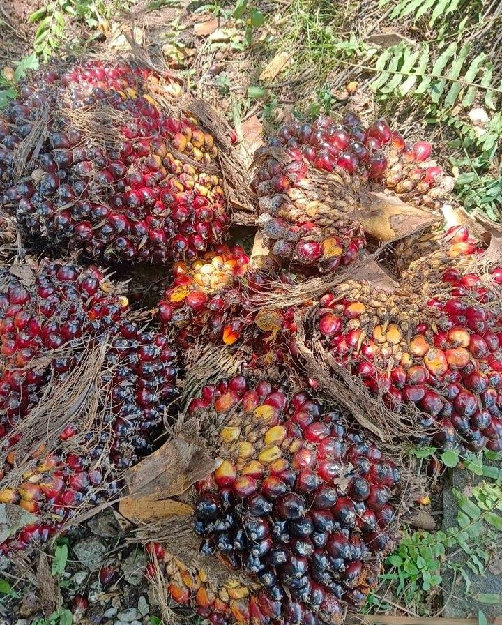 Harga TBS Sawit Petani Swadaya Turun Dibeli Rp2.464,00 Per Kilogram di Riau