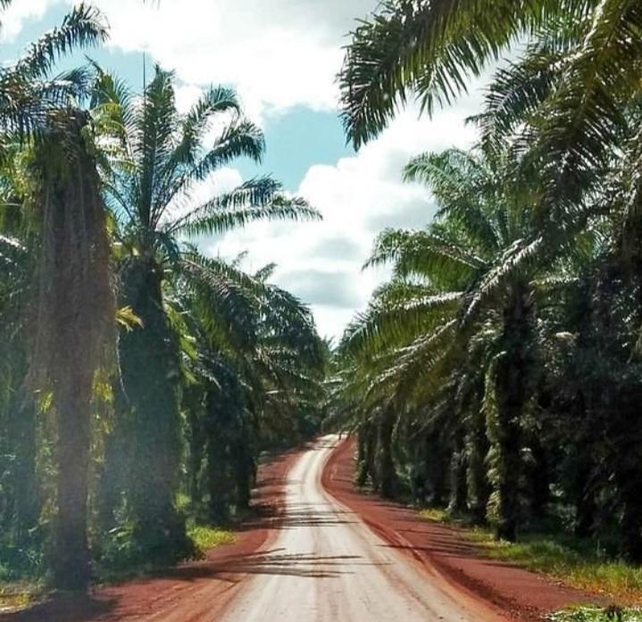 Evolusi Terbaru Industri Sawit Indonesia, Perkebunan Sawit Bukan Ekonomi Bersifat Istimewa