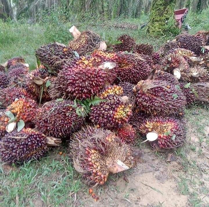 Ditetapkan Naik, TBS Sawit Petani Swadaya Rp2.401,66 Per Kilogram di Riau