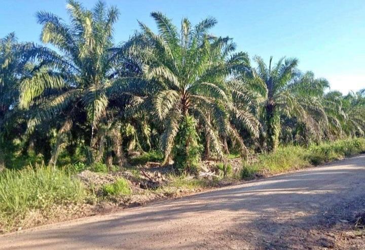 BPDPKS Biayai STDB dan ISPO,  Aspekpir Kalbar: Jangan Sekadar Wacana
