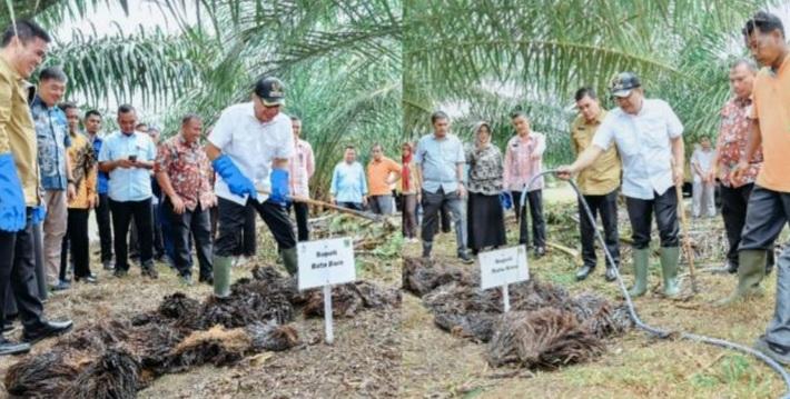 Pupuk Organik Dari Limbah Sawit Solusi Kelangkaan Pupuk Kimia di Batu Bara