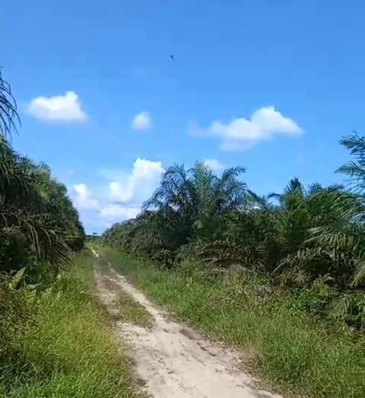 Aplikasi Pekebun Online Bikin Perusahaan Mudah Lapor Usaha Perkebunan