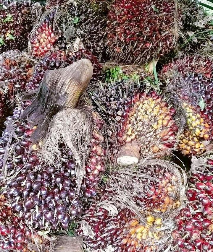 Merosot, Harga TBS Sawit Plasma Awal November 2023 Turun 2,44 Persen di Riau