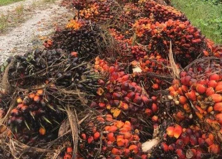 Harga Sawit Mitra Plasma Naik Rp34,28 Per Kilogram Pekan Ini di Riau