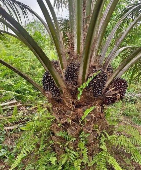 Di Aceh, Sembilan Kabupaten dan Kota Dapat Alokasi Program Sarpras Sawit