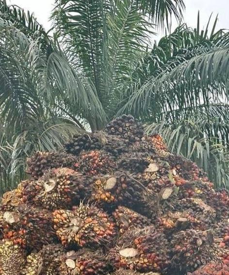 Bila Serius dan Fokus Seluas Satu Hektar Kebun Sawit Hasil Maksimal