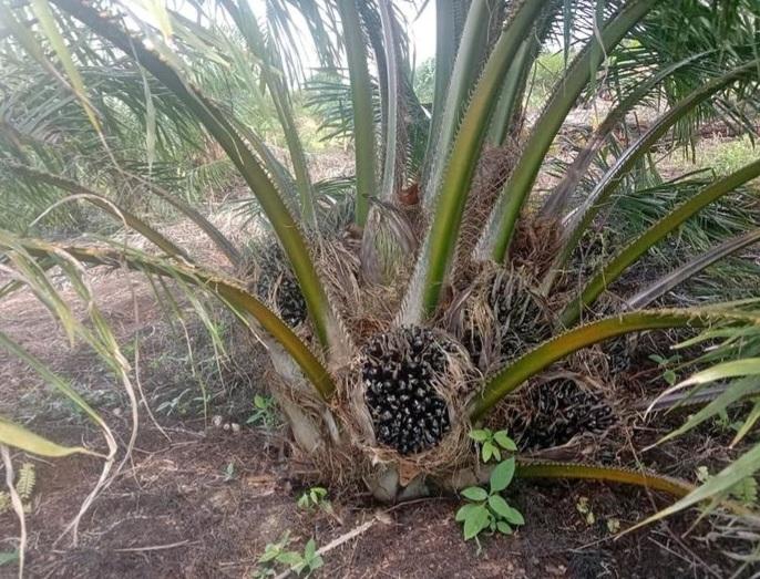 Harga TBS Sawit Petani Mitra Swadaya Naik Rp48,99 Per Kg di Riau