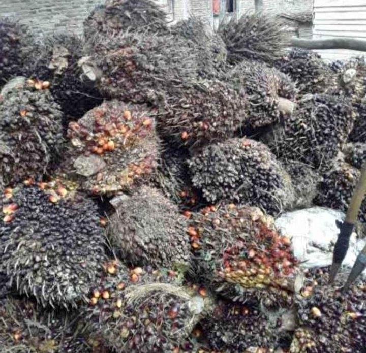 PBS Bisa Disanksi, Bila TBS Sawit Dibeli di Bawah Harga Ketetapan Pemerintah